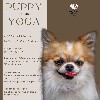  - Yoga Pupy