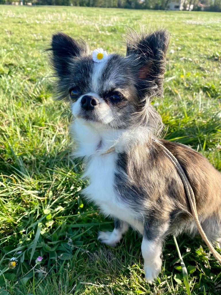 Ounelia chiquita Des Minis Bombes