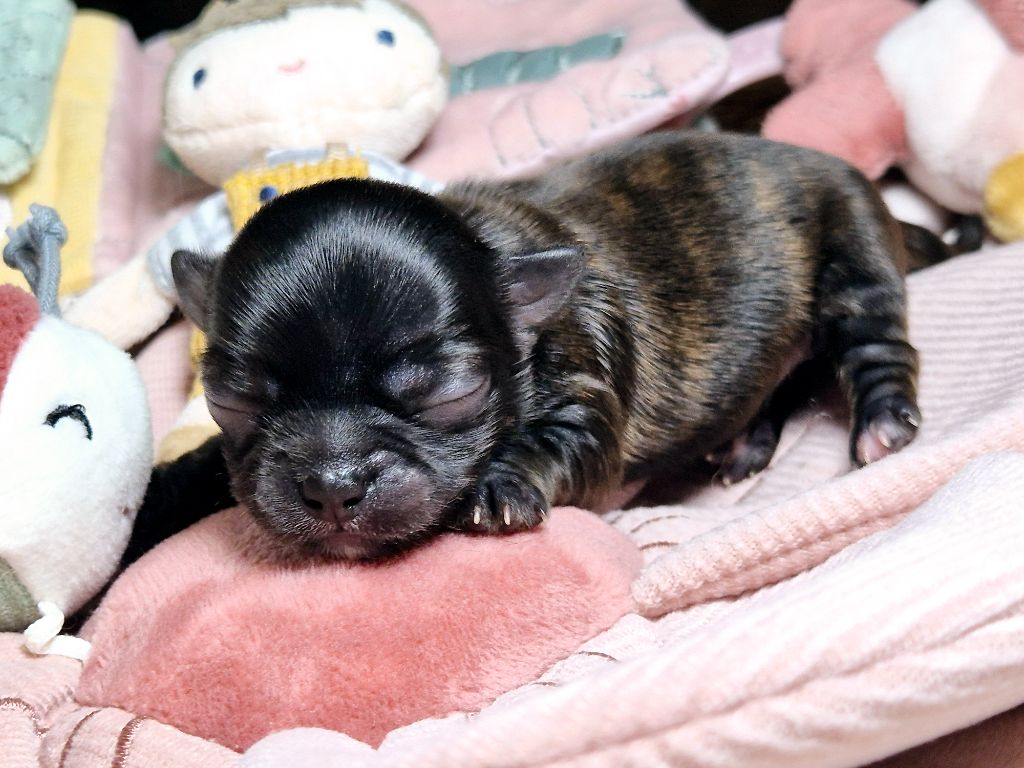 Des Minis Bombes - Chiot disponible  - Chihuahua