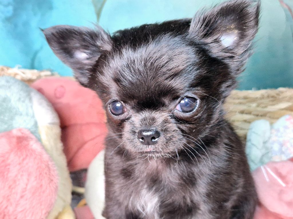 Des Minis Bombes - Chiot disponible  - Chihuahua