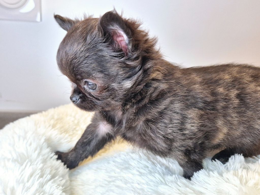 Des Minis Bombes - Chiot disponible  - Chihuahua