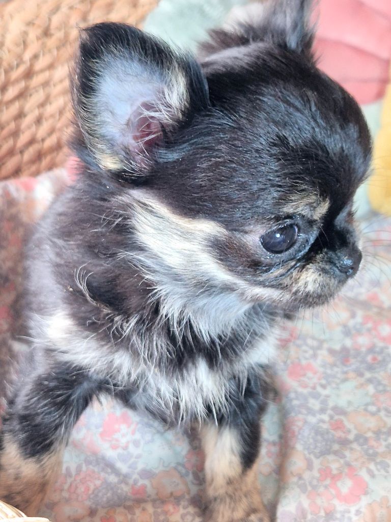 Des Minis Bombes - Chiot disponible  - Chihuahua