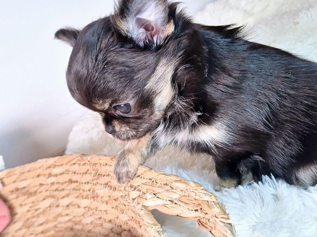 Des Minis Bombes - Chiot disponible  - Chihuahua