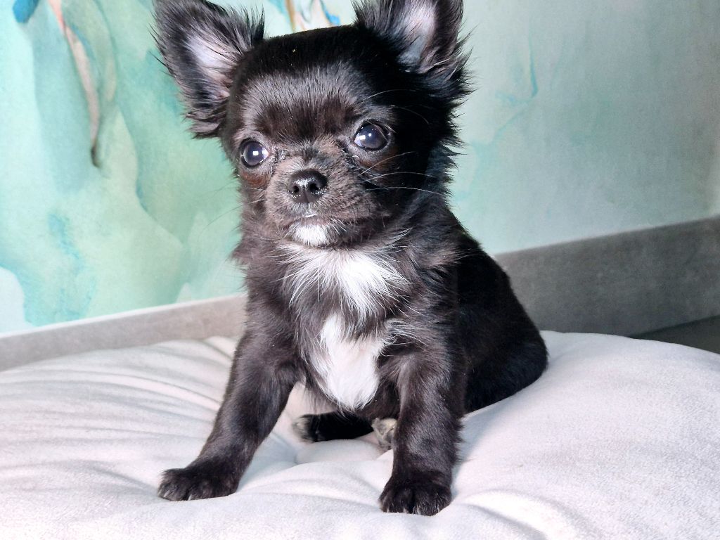 Des Minis Bombes - Chiot disponible  - Chihuahua