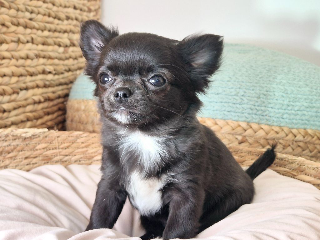 Des Minis Bombes - Chiot disponible  - Chihuahua