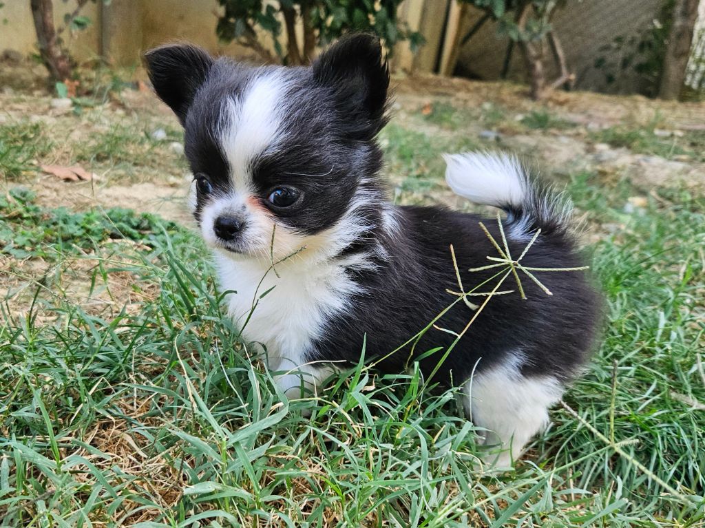 Des Minis Bombes - Chiot disponible  - Chihuahua