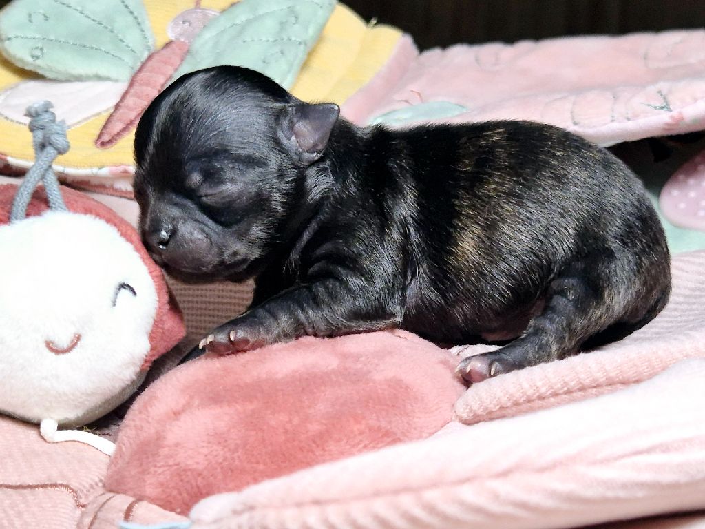 Des Minis Bombes - Chiot disponible  - Chihuahua