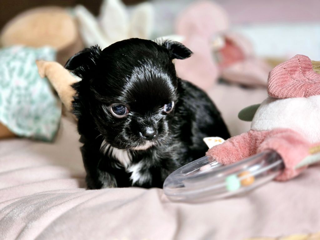 Des Minis Bombes - Chiot disponible  - Chihuahua