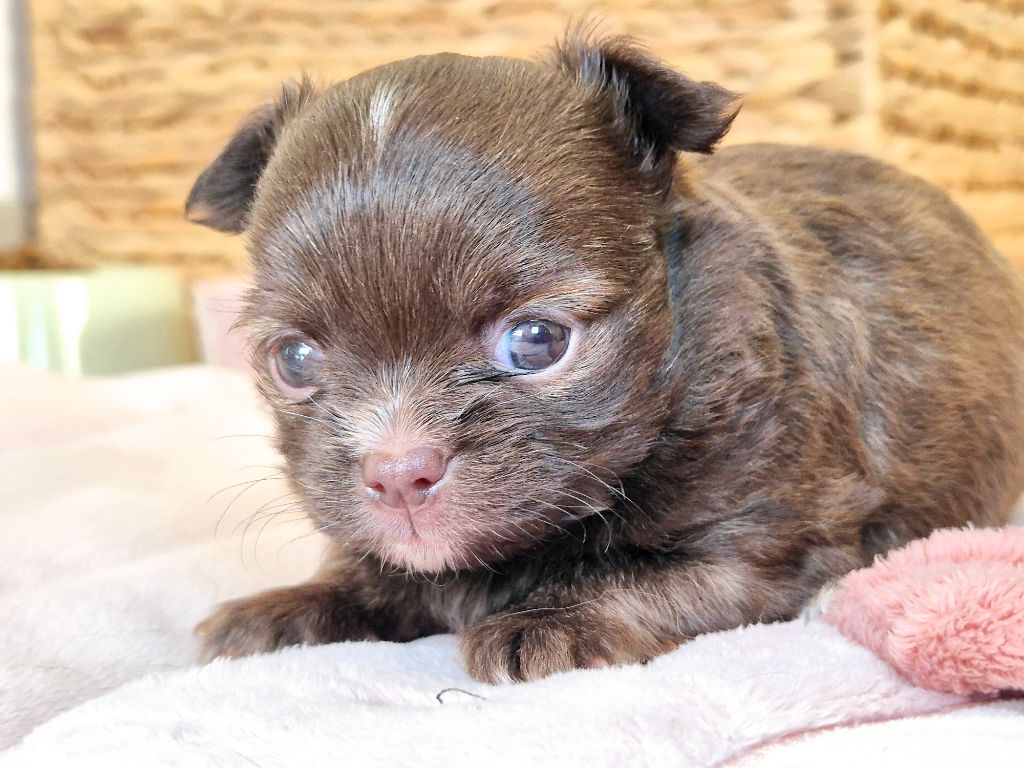 Des Minis Bombes - Chiot disponible  - Chihuahua