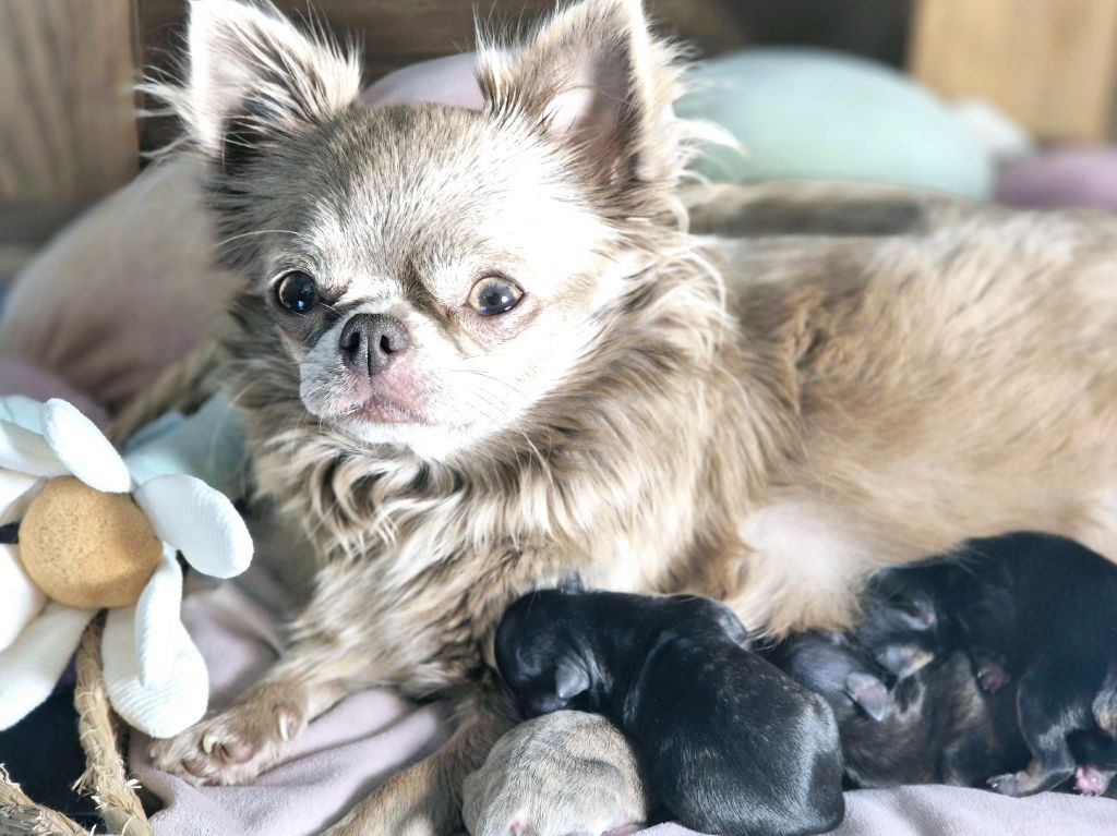 chiot Chihuahua Des Minis Bombes