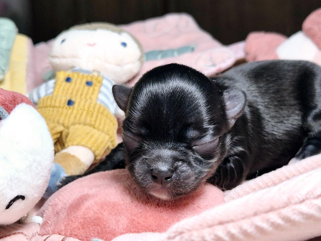 Des Minis Bombes - Chiot disponible  - Chihuahua