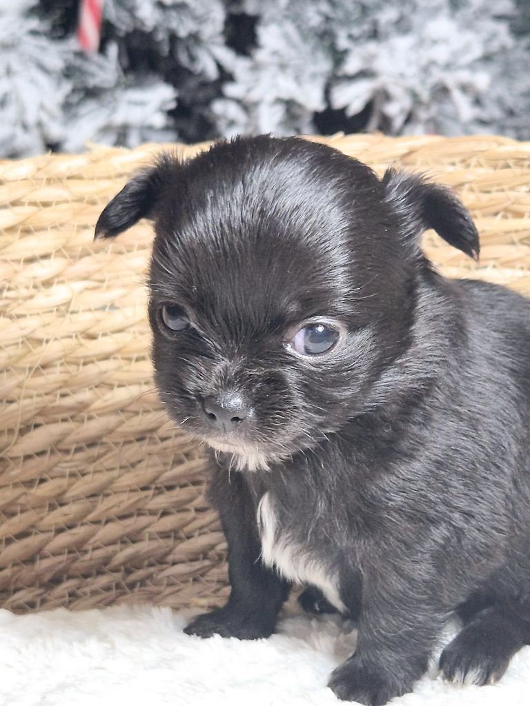 Des Minis Bombes - Chiot disponible  - Chihuahua