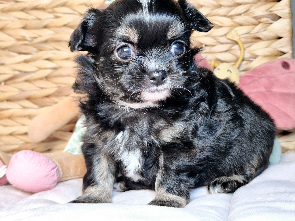 Des Minis Bombes - Chiot disponible  - Chihuahua