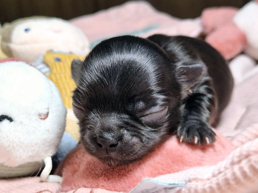 Des Minis Bombes - Chiot disponible  - Chihuahua