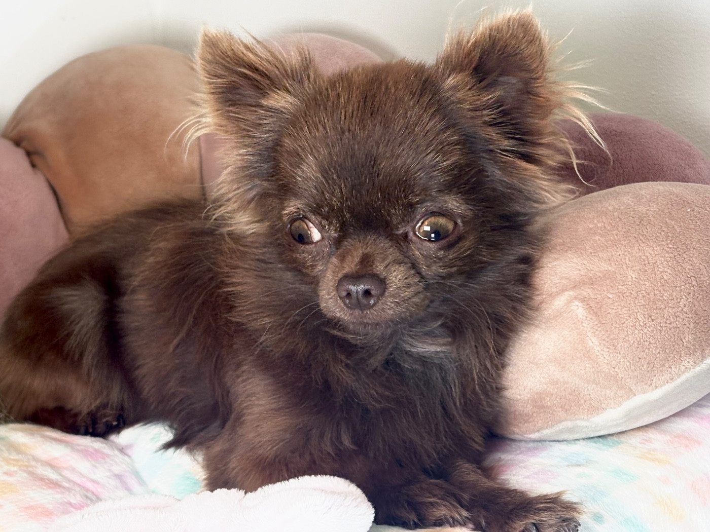 Vip winnie modhu Des Minis Bombes