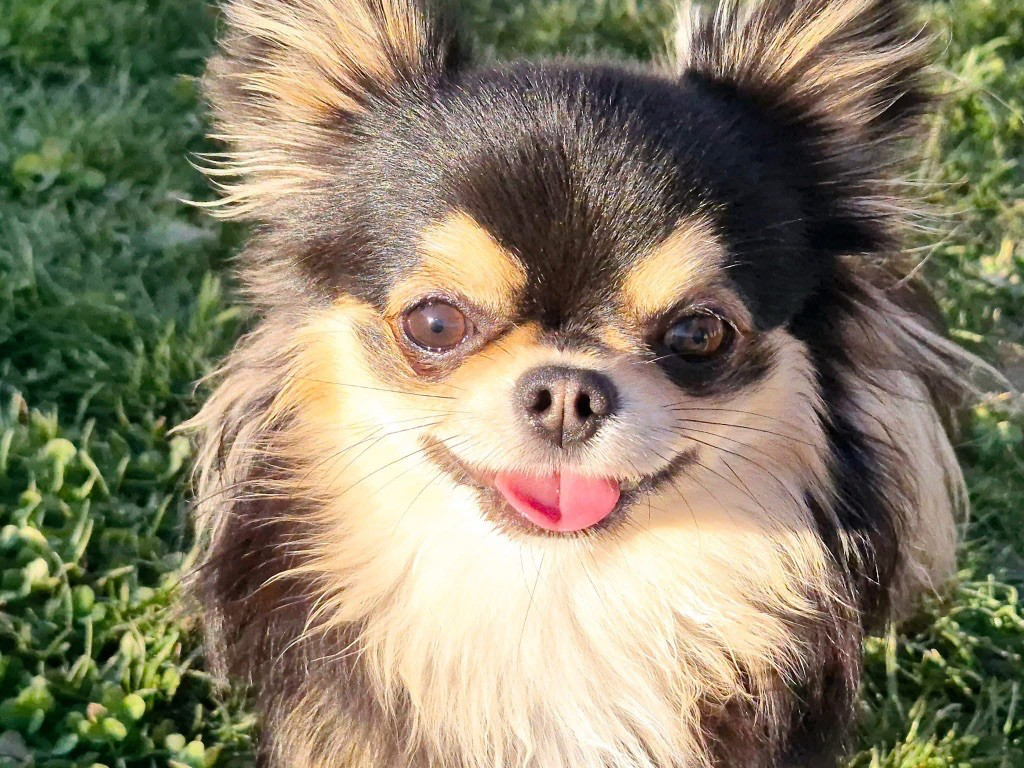 Uluchi Des Minis Bombes