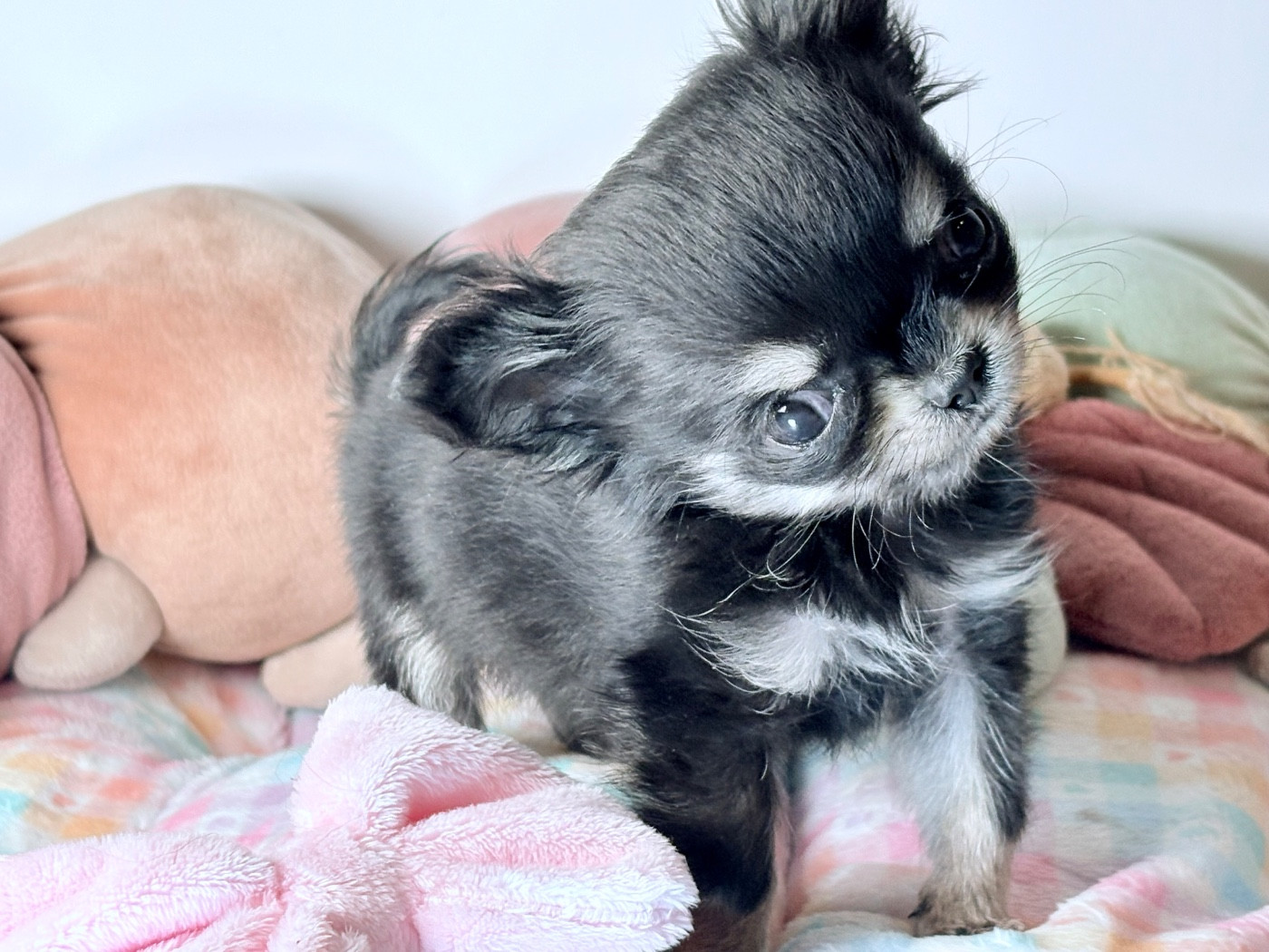 Amor Mio Sangoku Des Minis Bombes