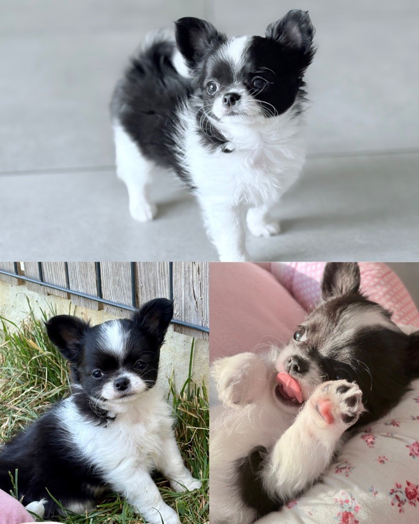 Des Minis Bombes - Chiots disponibles - Chihuahua