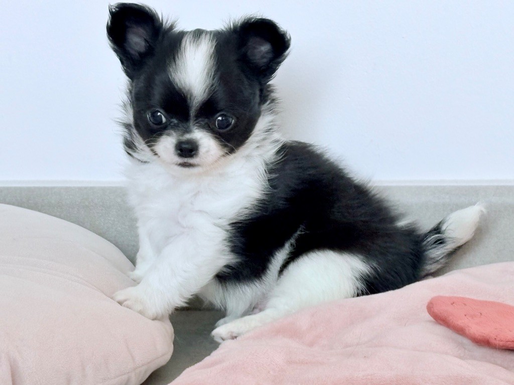 Des Minis Bombes - Chiots disponibles - Chihuahua