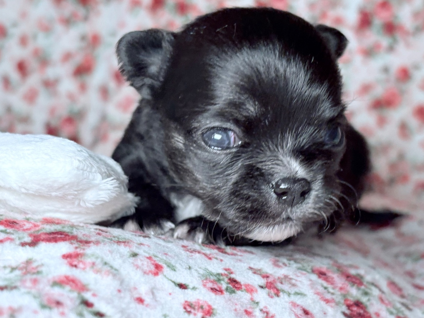 Des Minis Bombes - Chiots disponibles - Chihuahua