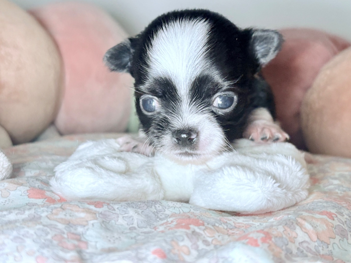 Des Minis Bombes - Chiots disponibles - Chihuahua