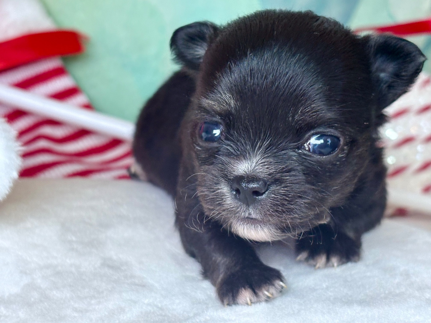 Des Minis Bombes - Chiots disponibles - Chihuahua