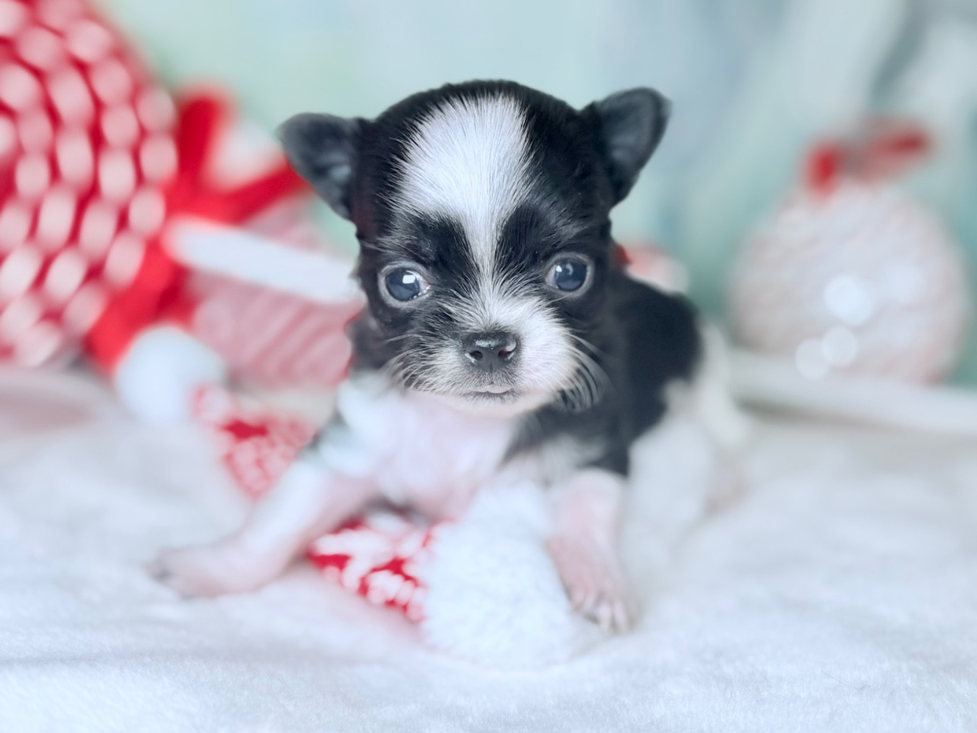 Des Minis Bombes - Chiots disponibles - Chihuahua