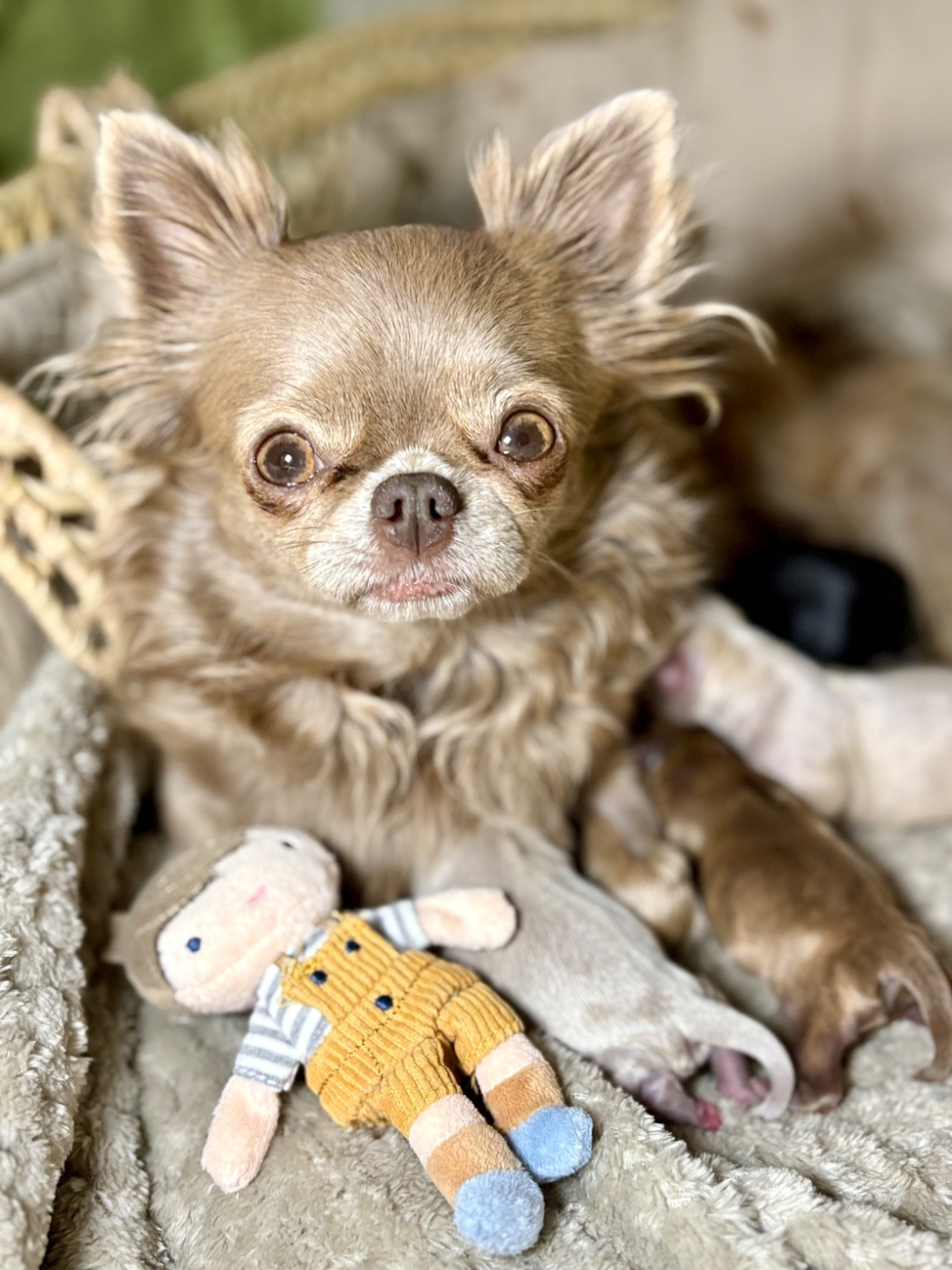 Chiot Chihuahua Des Minis Bombes