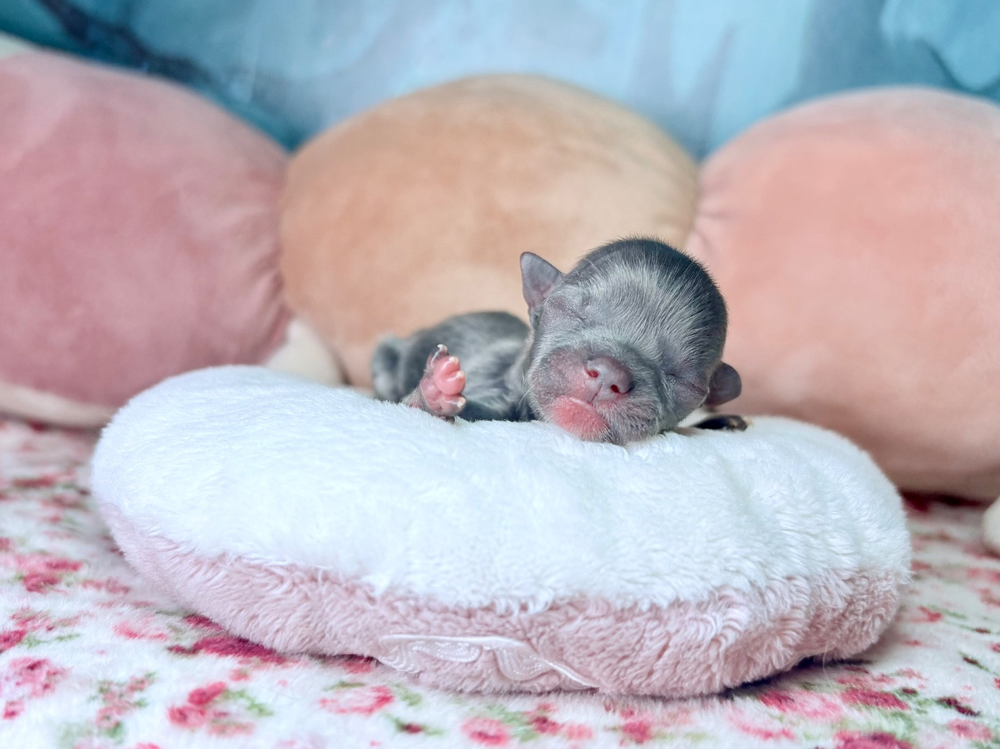 Des Minis Bombes - Chiots disponibles - Chihuahua