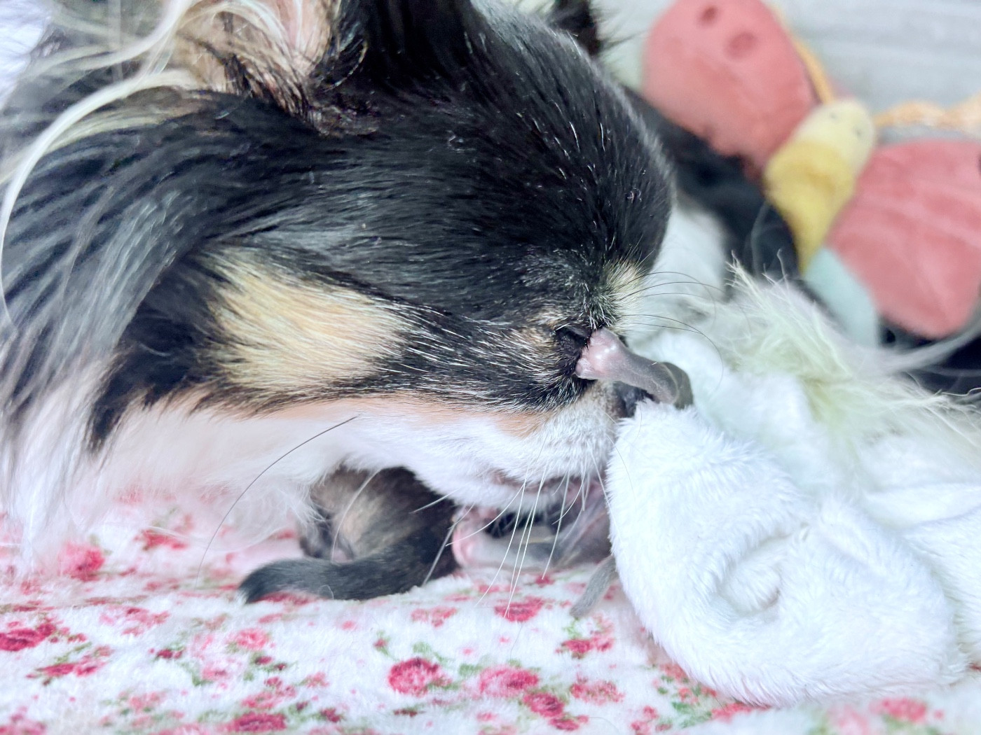 Chiot Chihuahua Des Minis Bombes