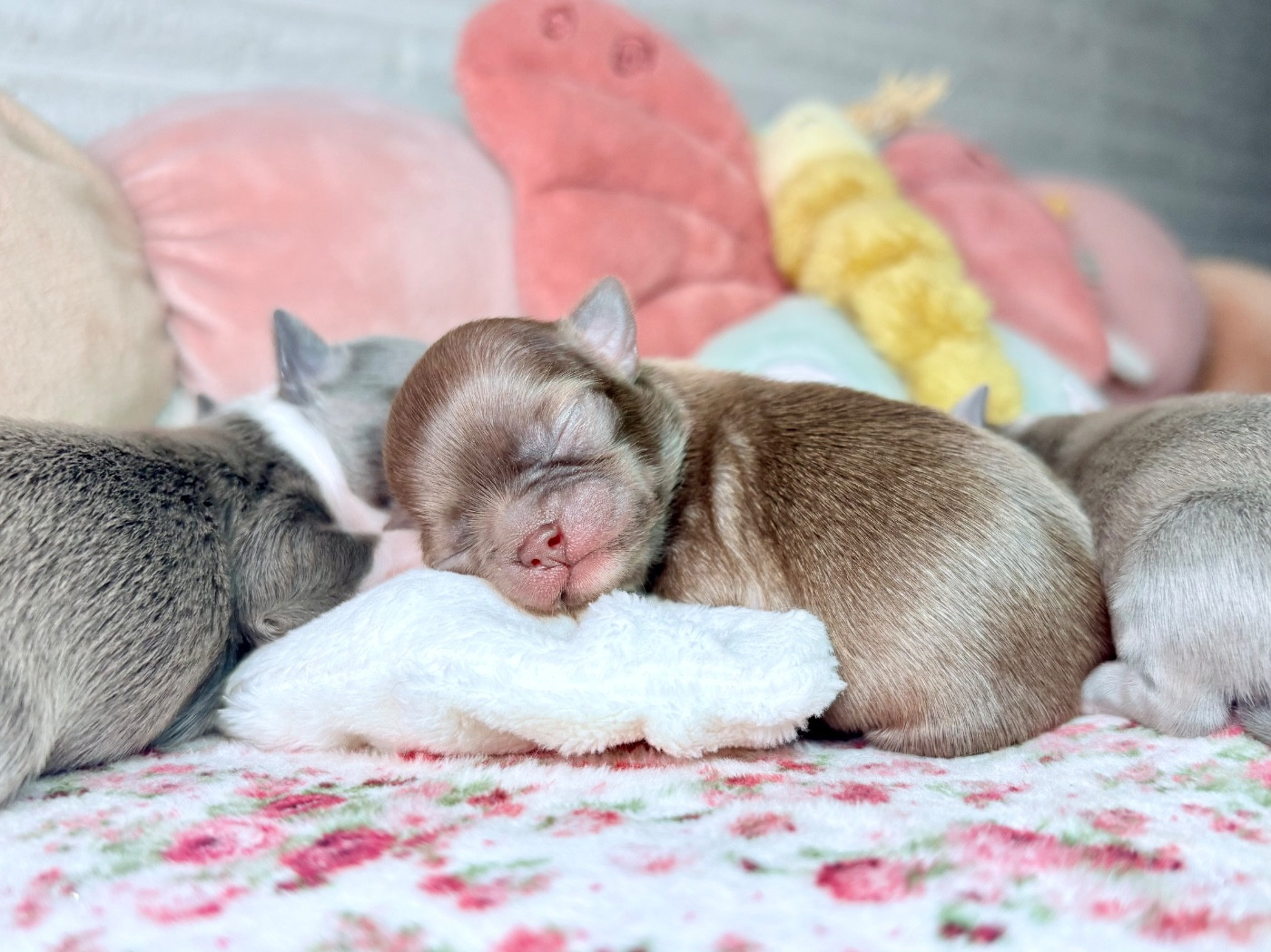 Des Minis Bombes - Chiots disponibles - Chihuahua