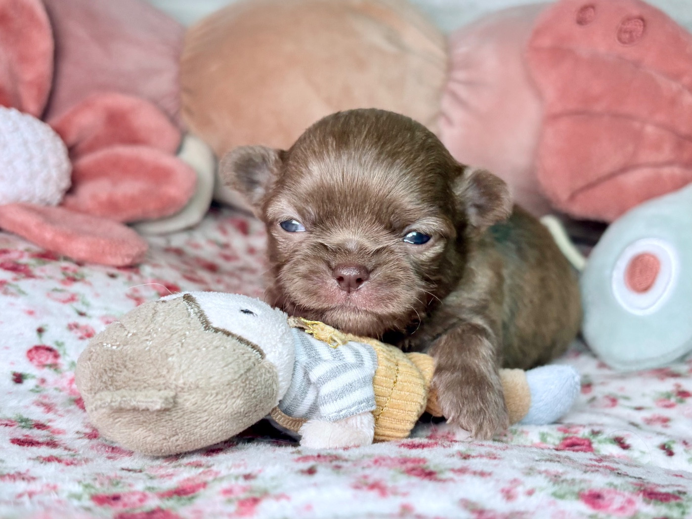 Des Minis Bombes - Chiots disponibles - Chihuahua