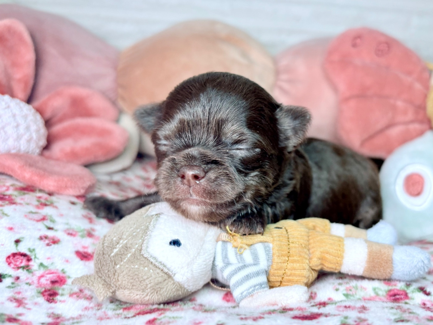 Des Minis Bombes - Chiots disponibles - Chihuahua