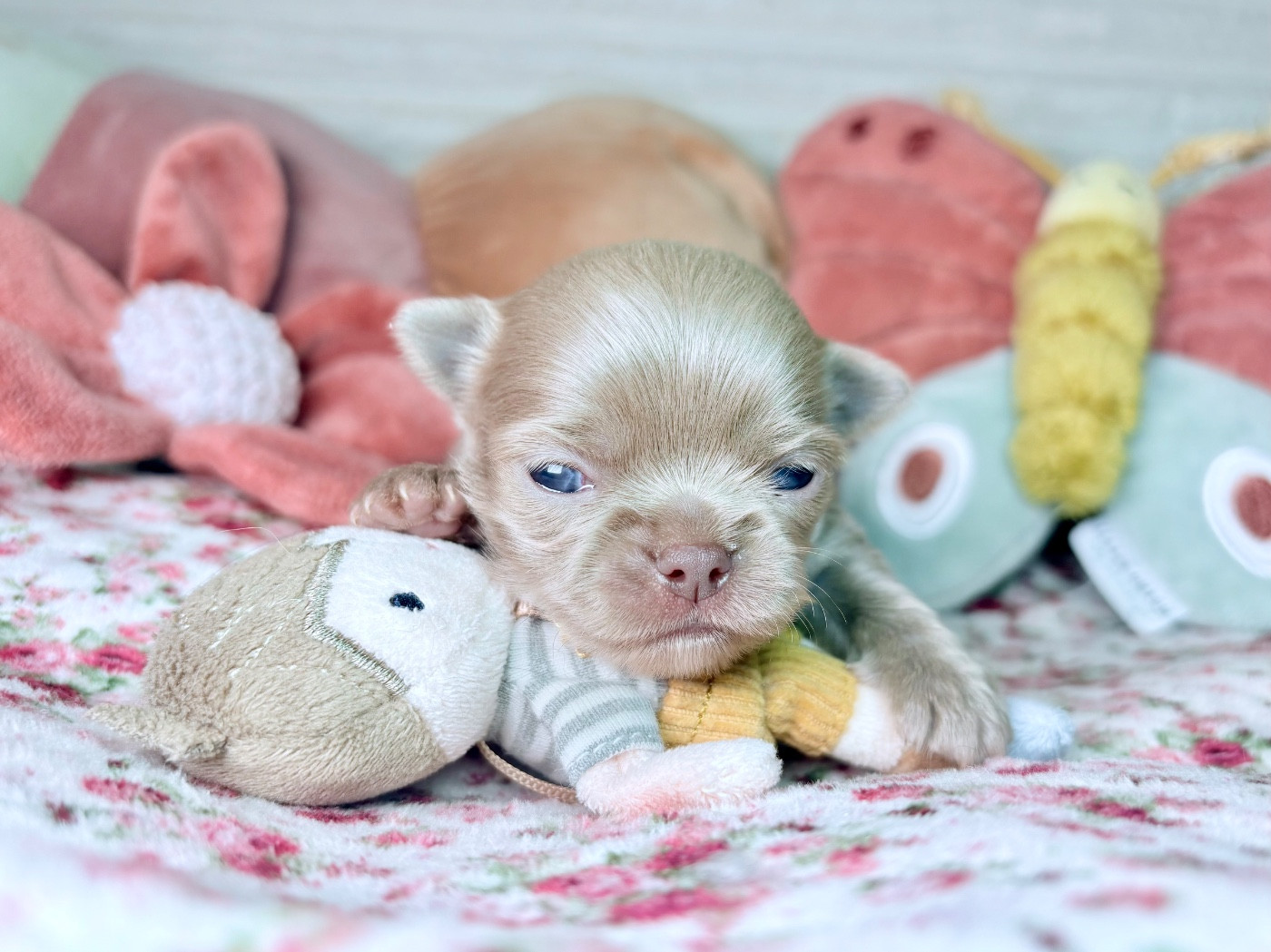 Des Minis Bombes - Chiots disponibles - Chihuahua