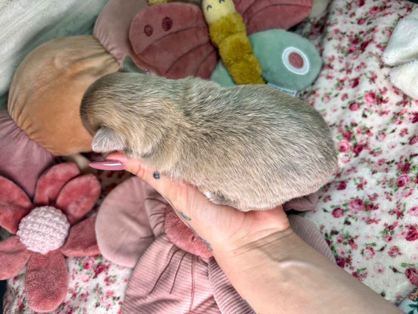 Des Minis Bombes - Chiots disponibles - Chihuahua