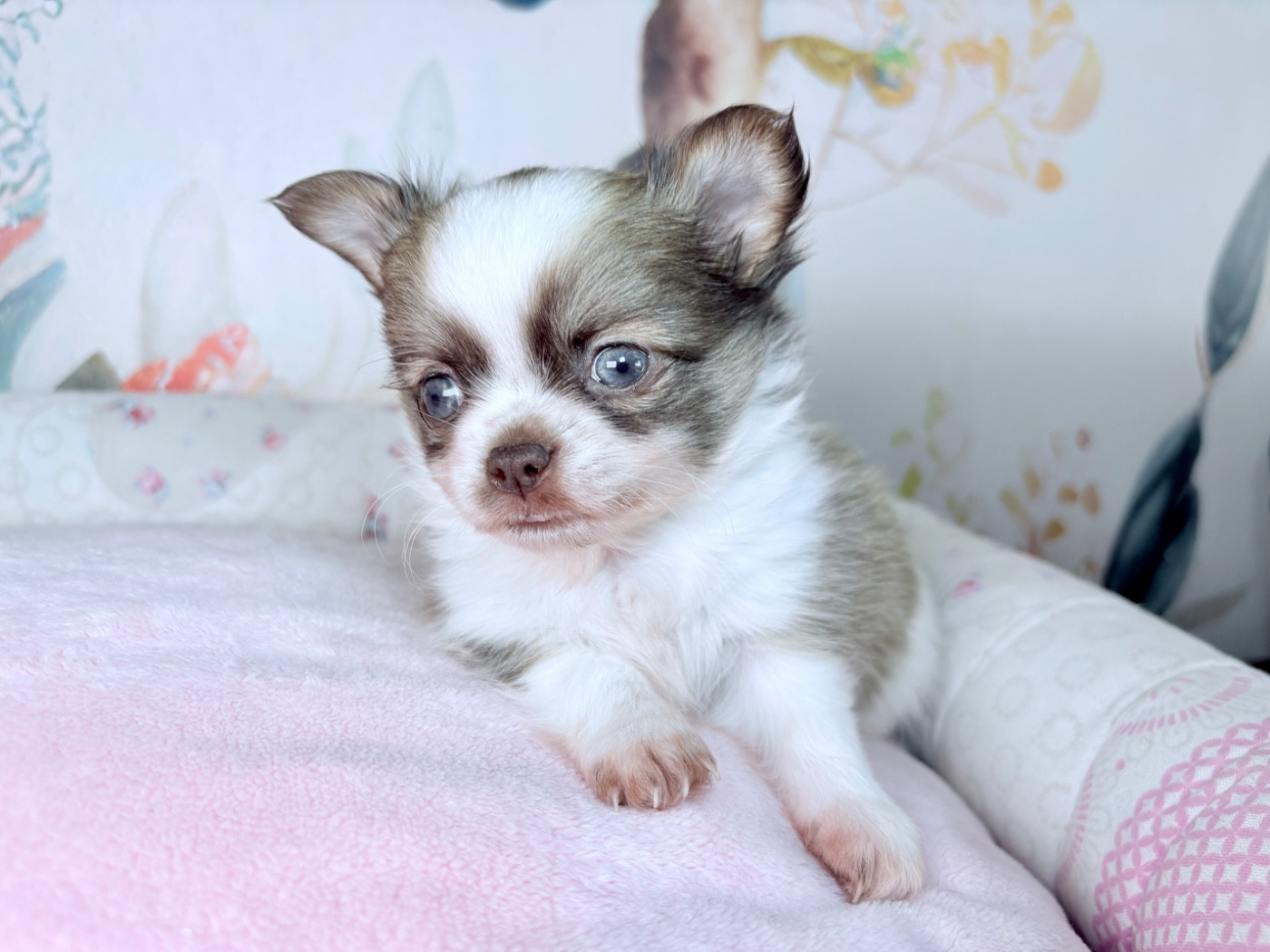 Des Minis Bombes - Chiots disponibles - Chihuahua
