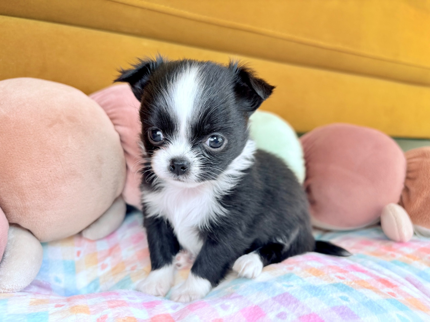 Des Minis Bombes - Chiots disponibles - Chihuahua