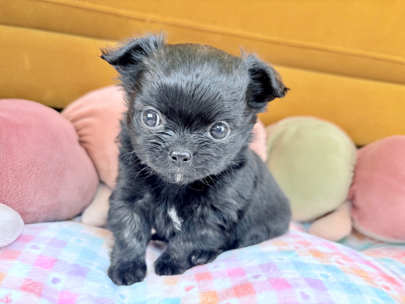 Des Minis Bombes - Chiots disponibles - Chihuahua