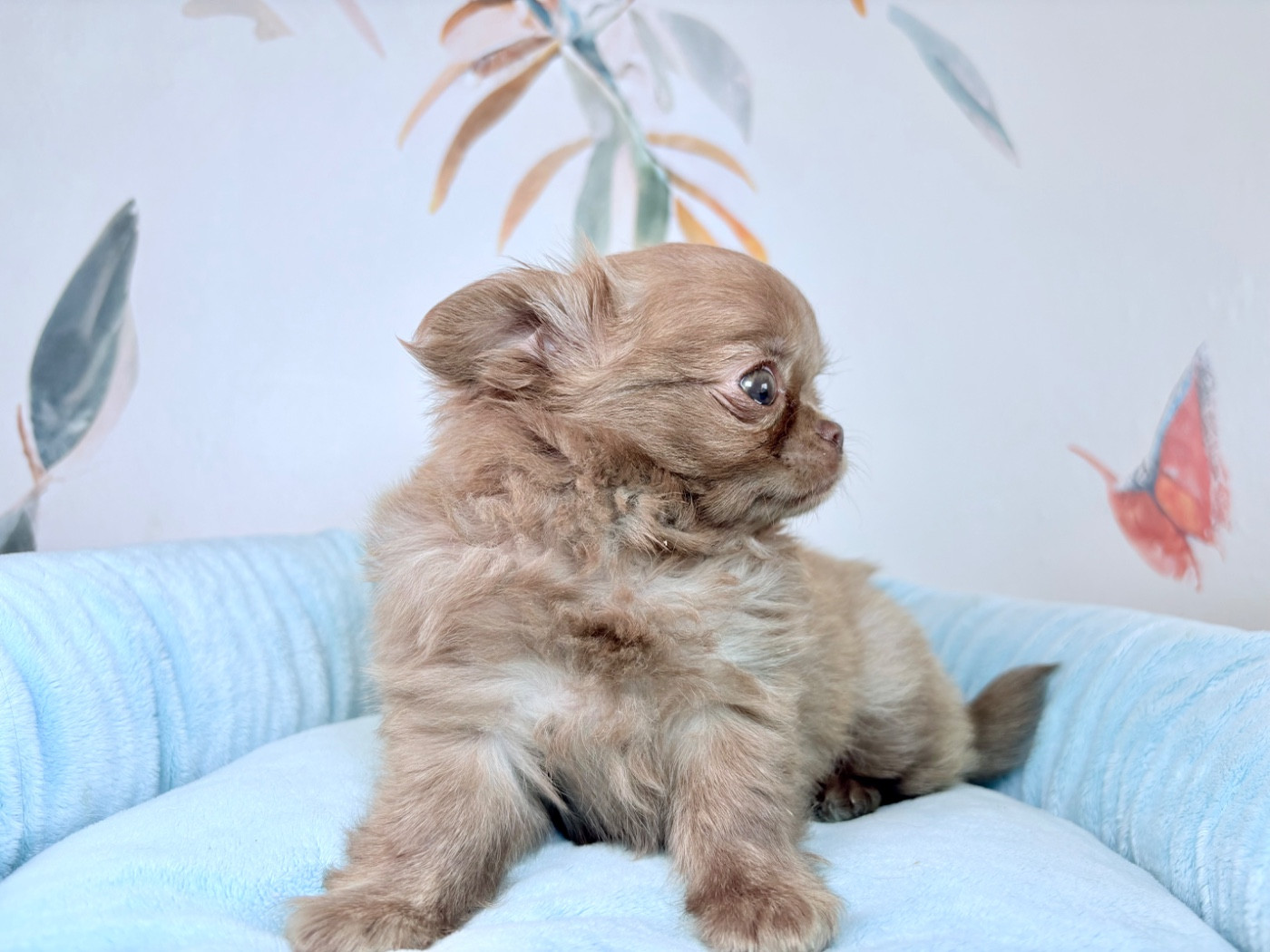 Des Minis Bombes - Chiots disponibles - Chihuahua