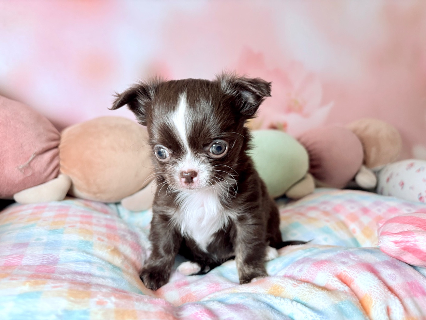 Des Minis Bombes - Chiots disponibles - Chihuahua