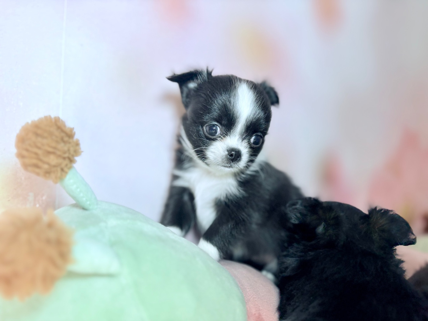 Des Minis Bombes - Chiots disponibles - Chihuahua