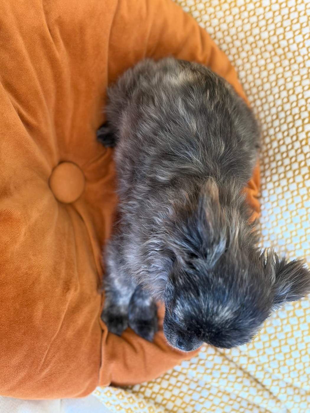 Des Minis Bombes - Chiots disponibles - Chihuahua