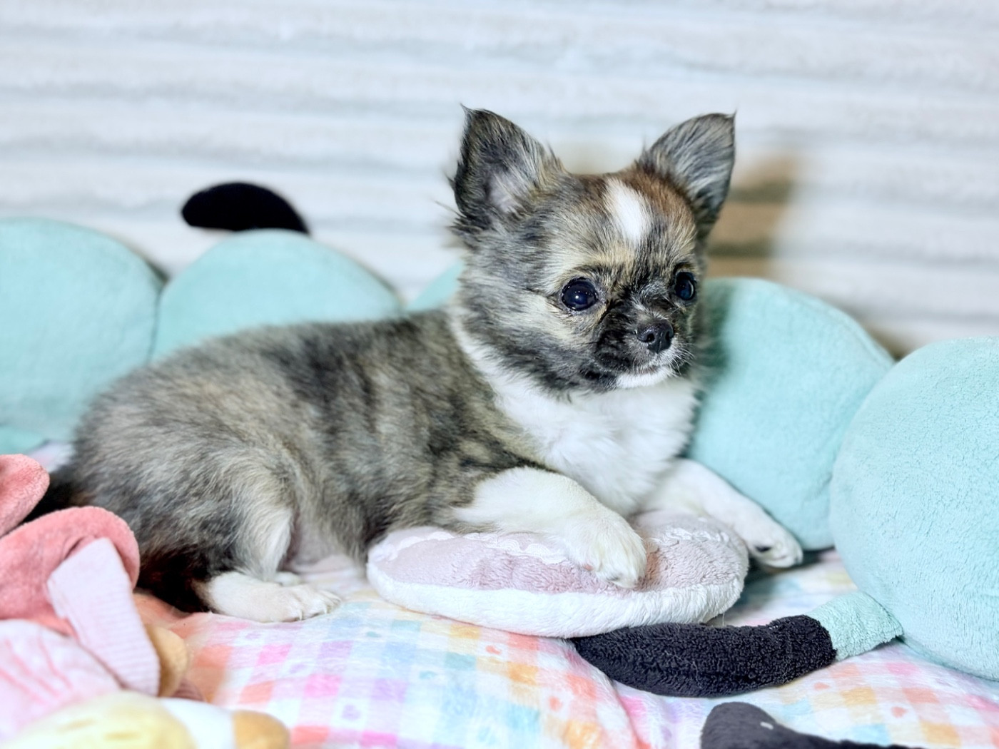 Des Minis Bombes - Chiots disponibles - Chihuahua