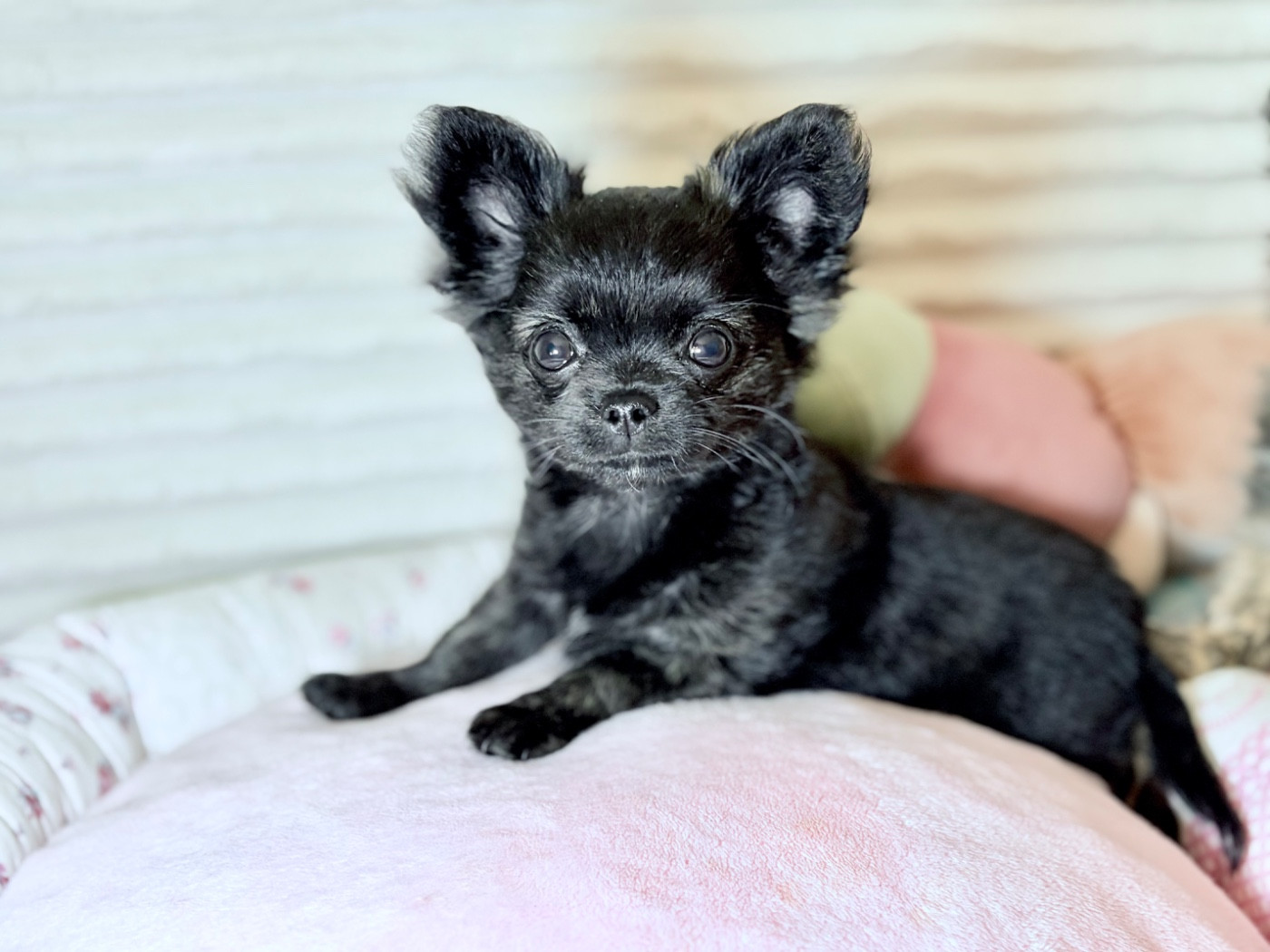Des Minis Bombes - Chiots disponibles - Chihuahua