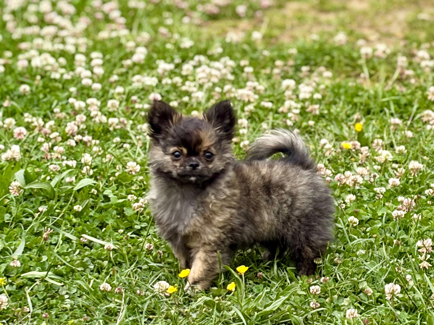 Des Minis Bombes - Chiots disponibles - Chihuahua