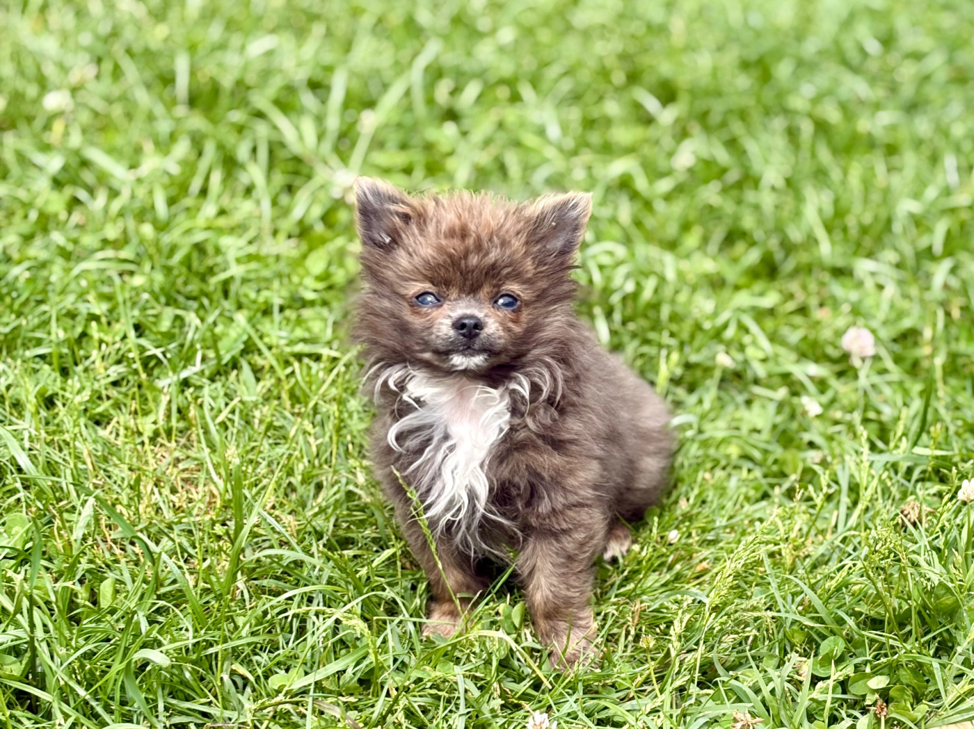 Des Minis Bombes - Chiots disponibles - Chihuahua