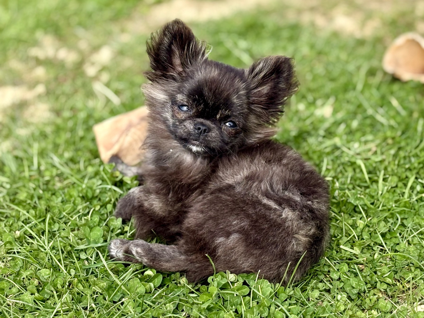 Des Minis Bombes - Chiots disponibles - Chihuahua