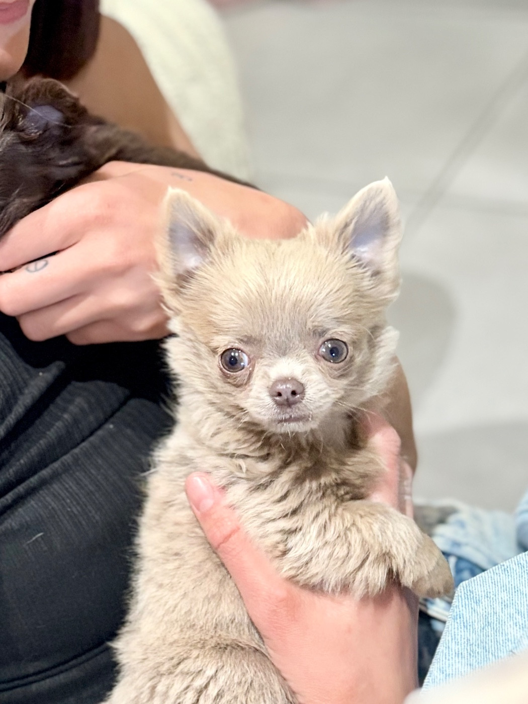 Des Minis Bombes - Chiots disponibles - Chihuahua
