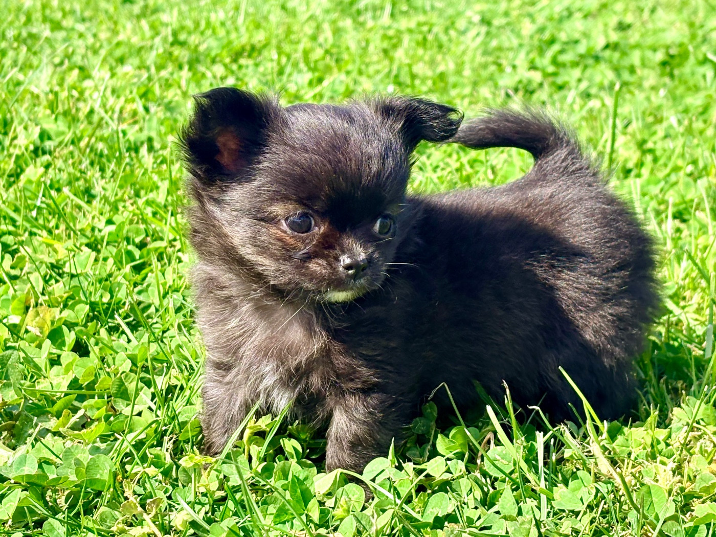 Des Minis Bombes - Chiots disponibles - Chihuahua