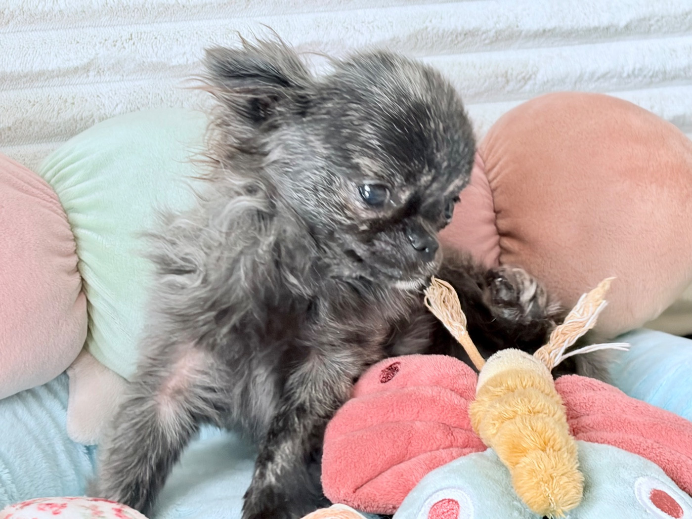 Des Minis Bombes - Chiots disponibles - Chihuahua